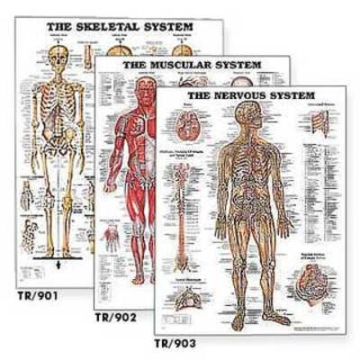 Laminated Anatomical Charts - Single - The Nervous System