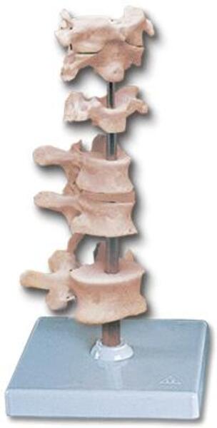 Comparative Vertebrae Set